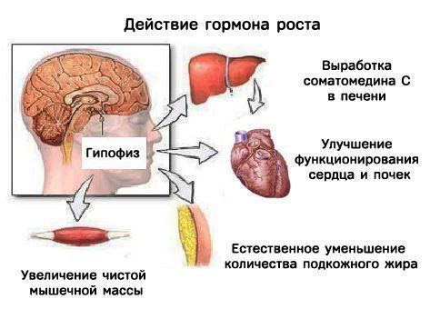 Значение тренировок в процессе выработки соматотропина в организме