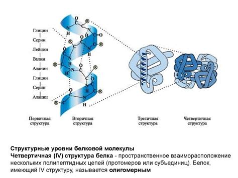 Значимость водородных связей в процессе становления характерной вторичной архитектуры белка