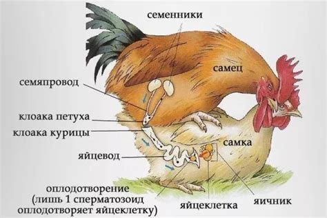 Значимость осуществления эффективной разобщенности петуха и курицы в контексте заботы о цыплятах