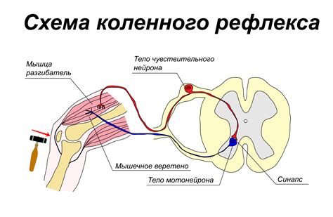 Значимость рефлекторной дуги и её функциональное назначение