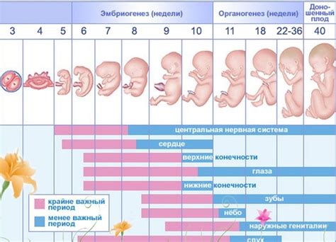 Значимость сердцебиения малыша на 15 неделе беременности