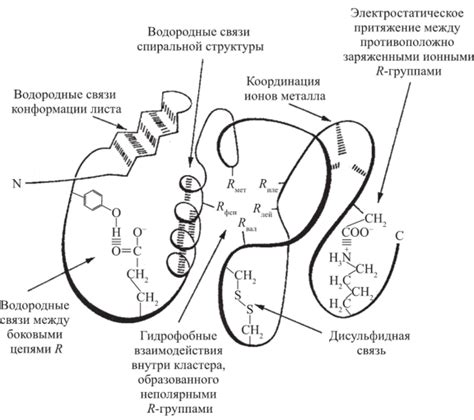 Значимость электростатических взаимодействий в формировании вторичной структуры белка