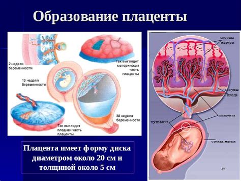 Зрелая плацента 1 степени: особенности и причины