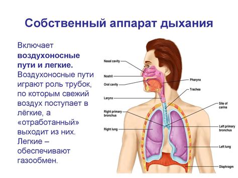 Изменение функционирования дыхательной системы