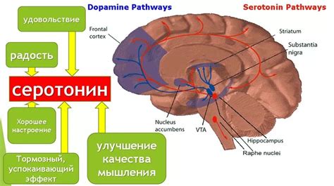 Изменения уровней серотонина и норадреналина