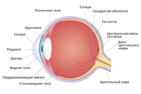 Инфекции глаза и их связь с отеком и слезотечением