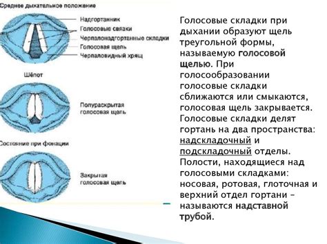 Искусство достижения идеального звучания через правильное положение гортани и губ