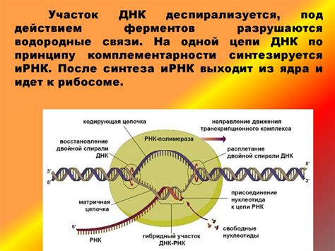 Использование молекулярных пробок для обнаружения специфических генетических последовательностей