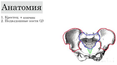 Использование пелвиметрии для определения размеров костей малого таза