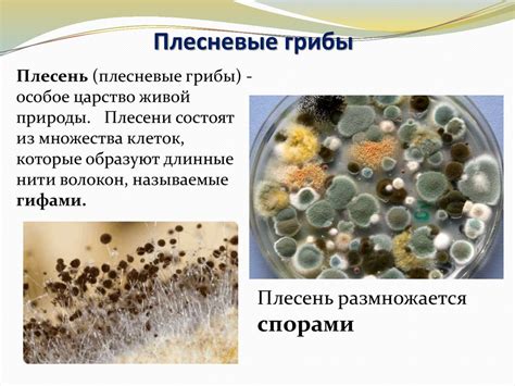 Использование сушки для восстановления и сохранения плесневелых грибов