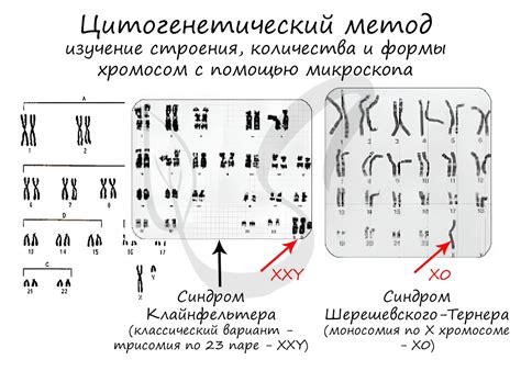 Исследование генетического материала: понимание наследственных особенностей