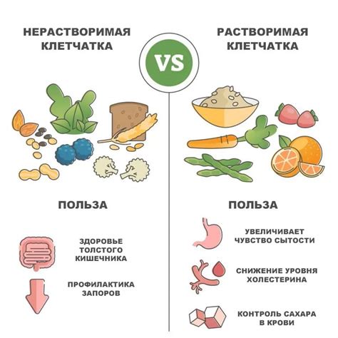 Источники клетчатки для нормализации пищеварительного процесса