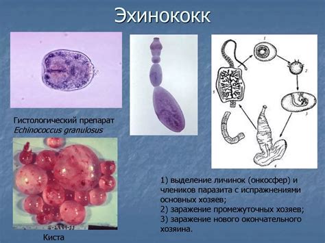 Какие инфекции переносятся паразитом и насколько часто они встречаются