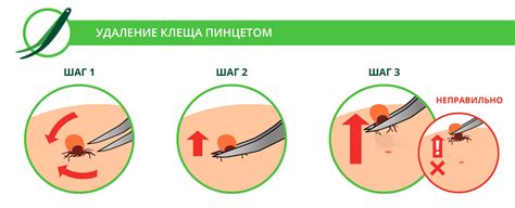 Как правильно удалить клеща и что для этого потребуется