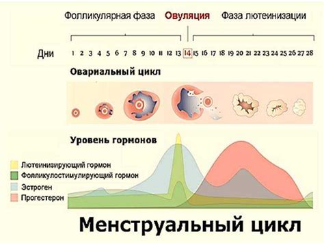 Как толковать результаты индикатора овуляции