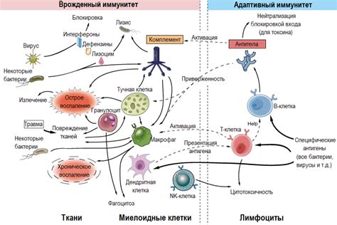 Капилляры и иммунная система: защитные механизмы