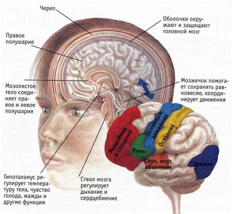 Кора головного мозга: строение и роли