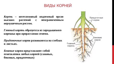 Корни - неотъемлемая часть растения и их основные функции