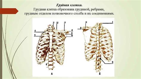 Костная структура левой стороны спины