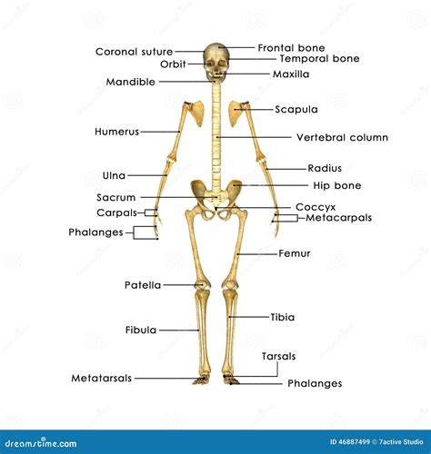 Краткое описание framework'a skeleton