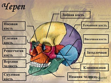 Лечение утолщения верхней части головы у малыша