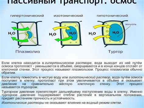 Лигнин: придает прочность и устойчивость клеточной оболочке