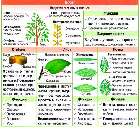 Листья - важный элемент растения и его функции