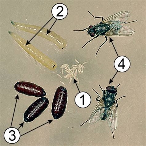 Личинка мухи: путь от яйца к новому существу