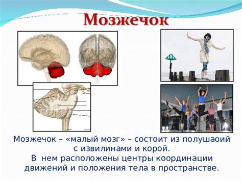 Малый мозг: контроль движений и сохранение устойчивости