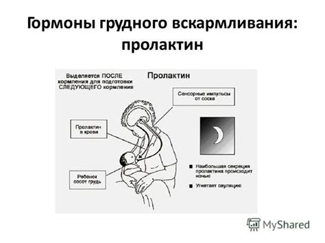 Массаж и сжатия молочных желез: эффективные методы стимуляции грудного вскармливания