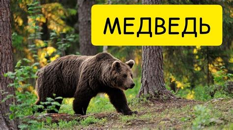 Медведь во сне