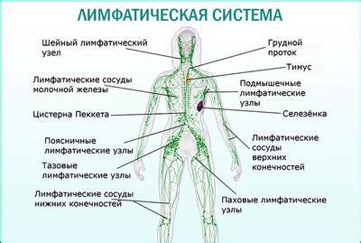 Медикаментозное лечение воспаления лимфоузла в области паха у женщин