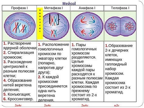 Мейоз и митоз: роли клеточного деления в процессе размножения