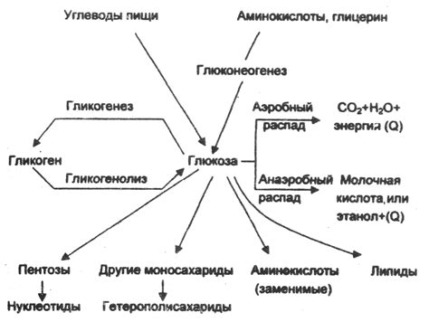 Метаболизм глюкозы