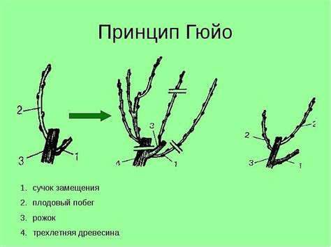 Методы обработки гниющего винограда