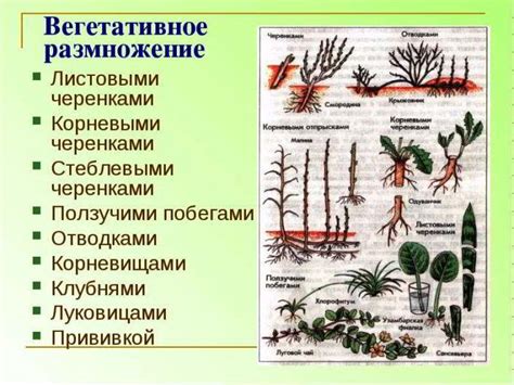 Метод прививки как эффективный способ размножения растения семейства Саликорниевых