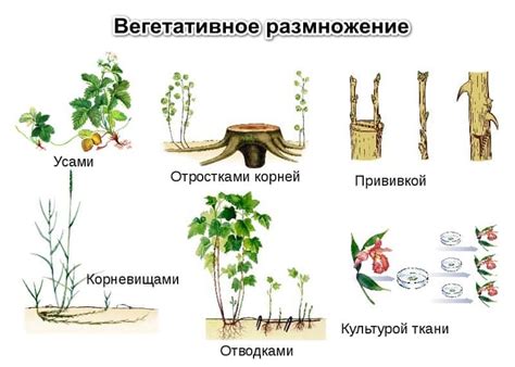 Механизмы размножения: от идеи к реализации