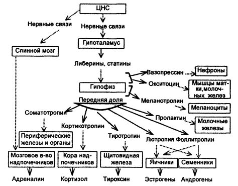 Механизмы регуляции и воздействия гормонов в организме