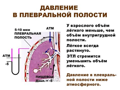 Механизм воздействия О2 на мышцы