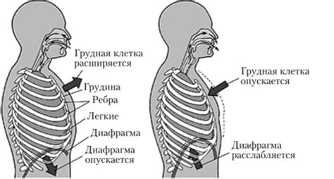 Механизм воздействия дыхания с ретенцией на выдохе