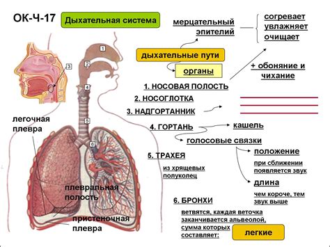 Механизм возникновения неприятных симптомов в дыхательной системе