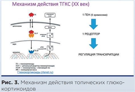 Механизм действия глюкокортикоидов