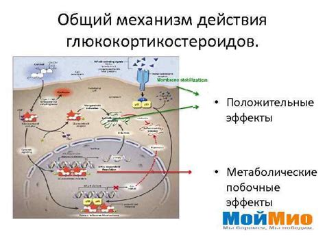 Механизм действия глюкокортикостероидов