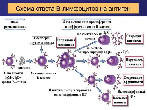 Механизм действия гуараны на процесс похудения