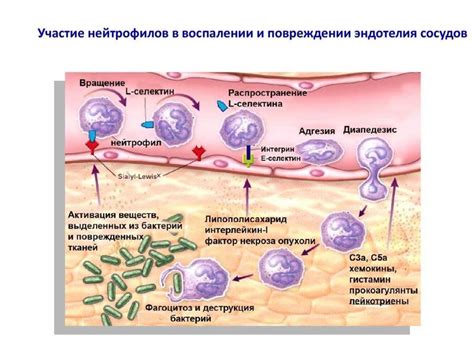 Механизм развития воспаления в лимфоузлах под подмышечными областями