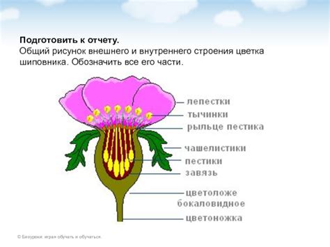 Мистическое и оккультное значение татуировки цветка Шиповника