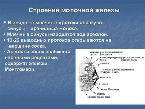 Млечные протоки: структура и функции