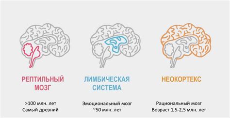 Мозг и его необычные активности во время сновидений