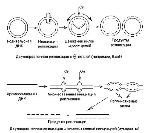 Молекулярные механизмы генетического скрещивания