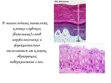 Морфологически похожие клетки: важность и специфика описания